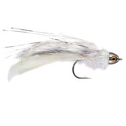 Clarkes Rat Chinchilla 2